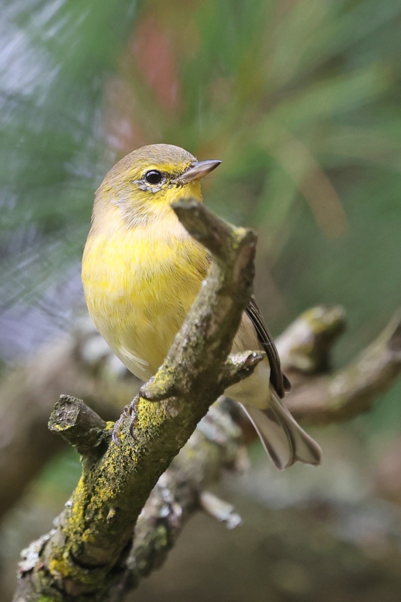Pine Warbler - ML641036065