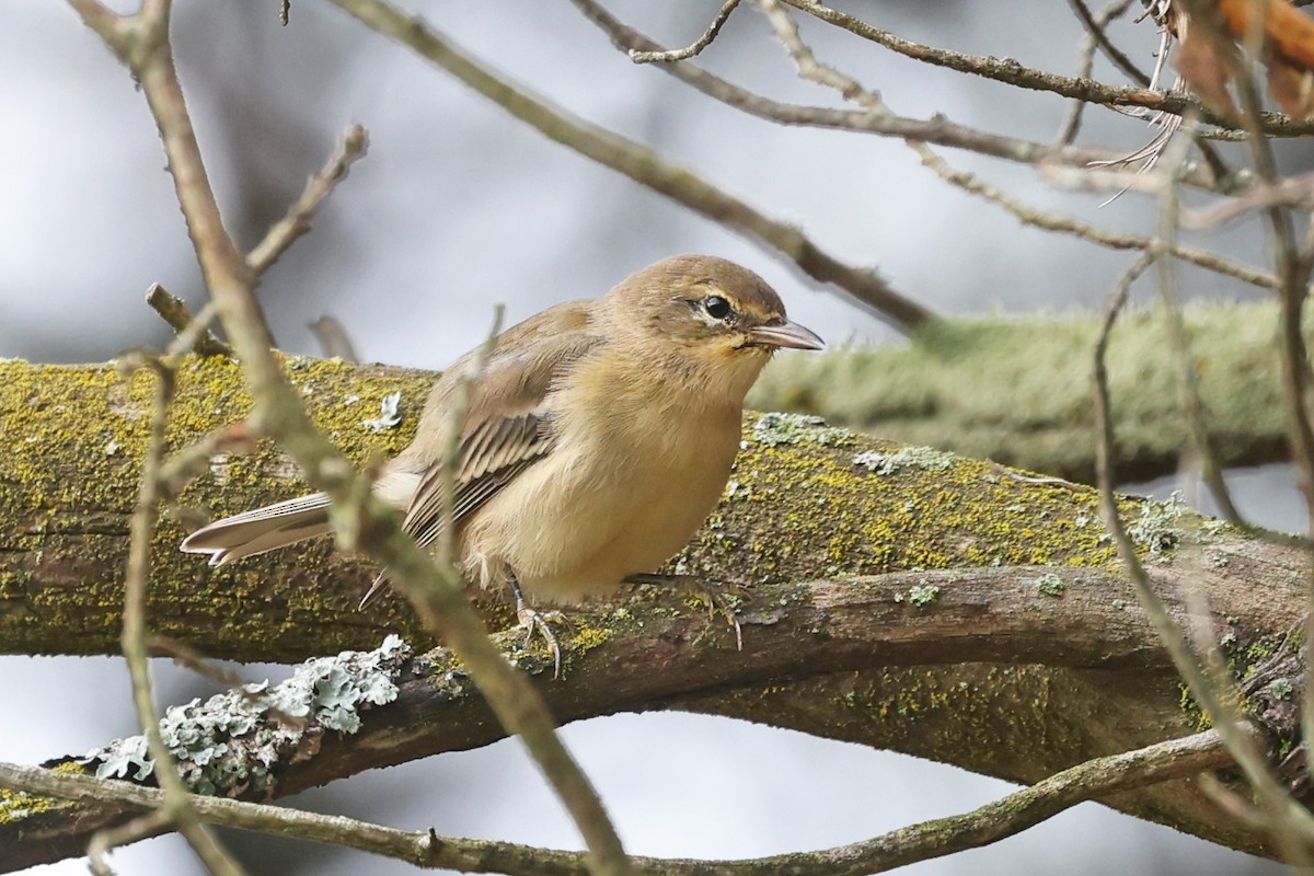 Pine Warbler - ML641036066