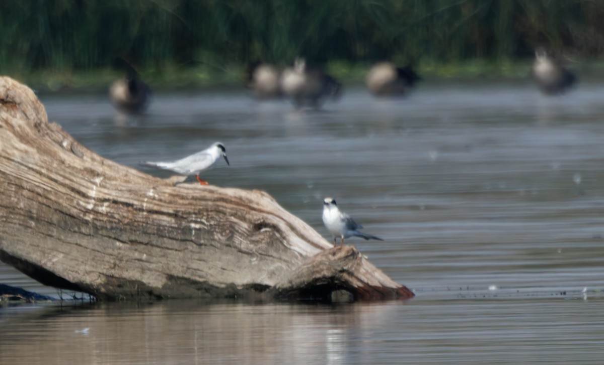 Forster's Tern - ML641036078