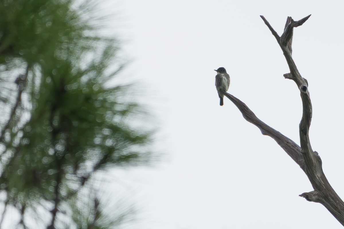 Olive-sided Flycatcher - ML641036103