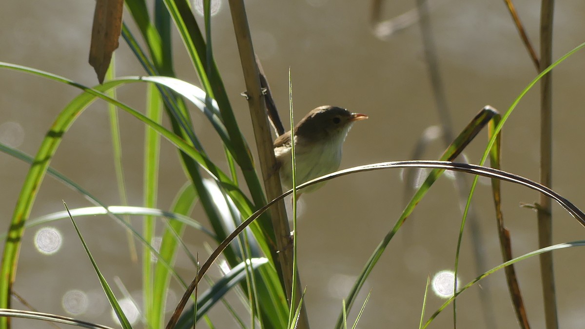 Red-backed Fairywren - ML641036122