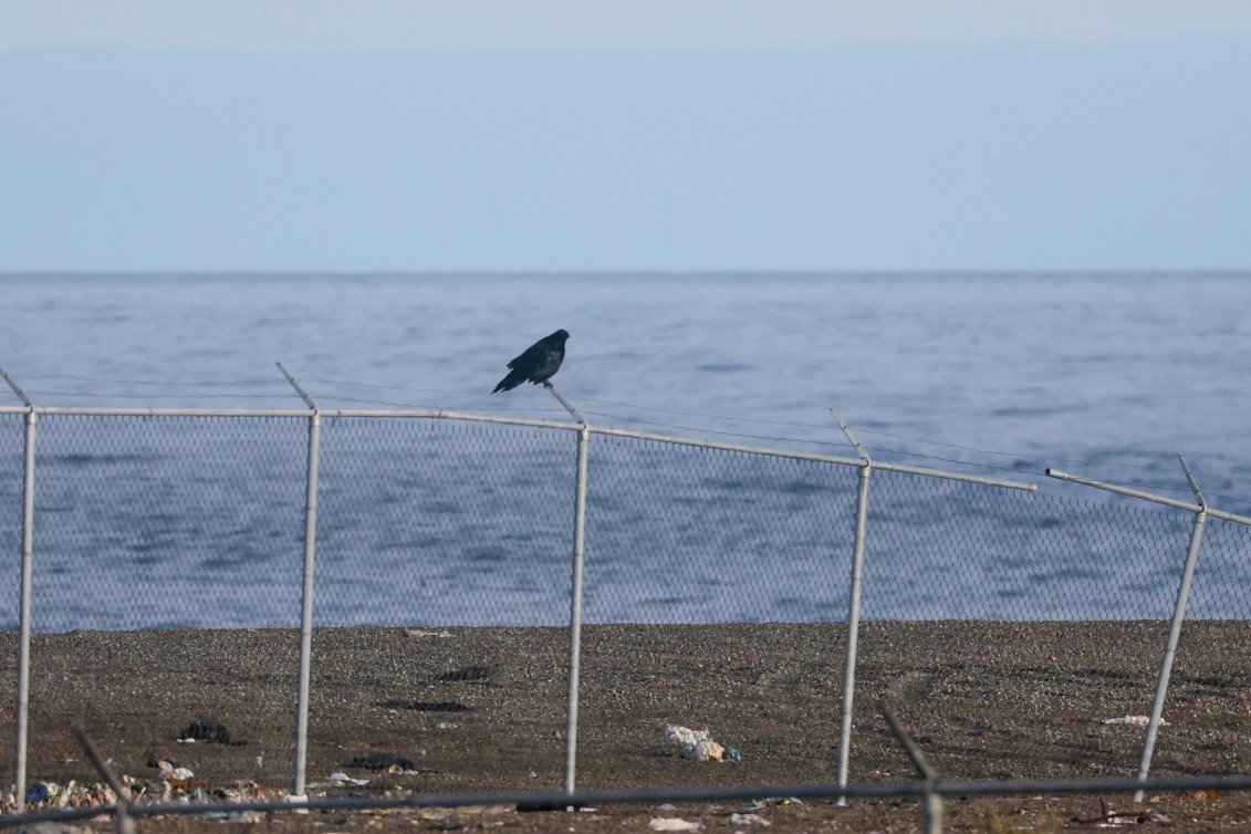 Common Raven - ML641036193