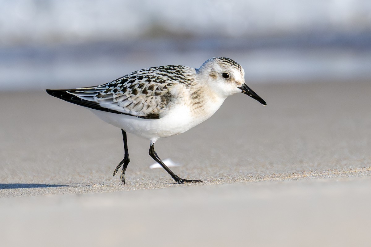 Sanderling - ML641036233