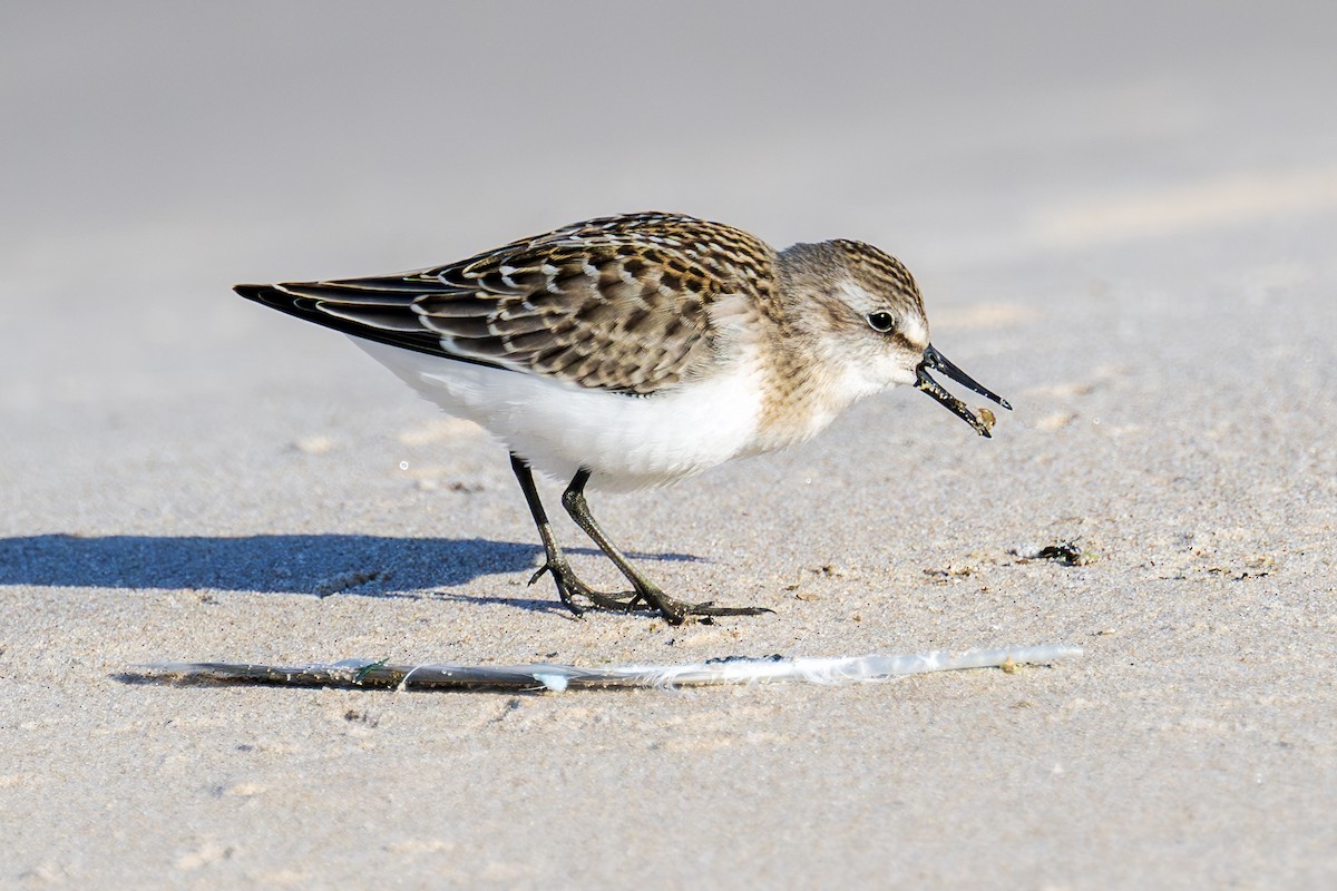 Semipalmated Sandpiper - ML641036245