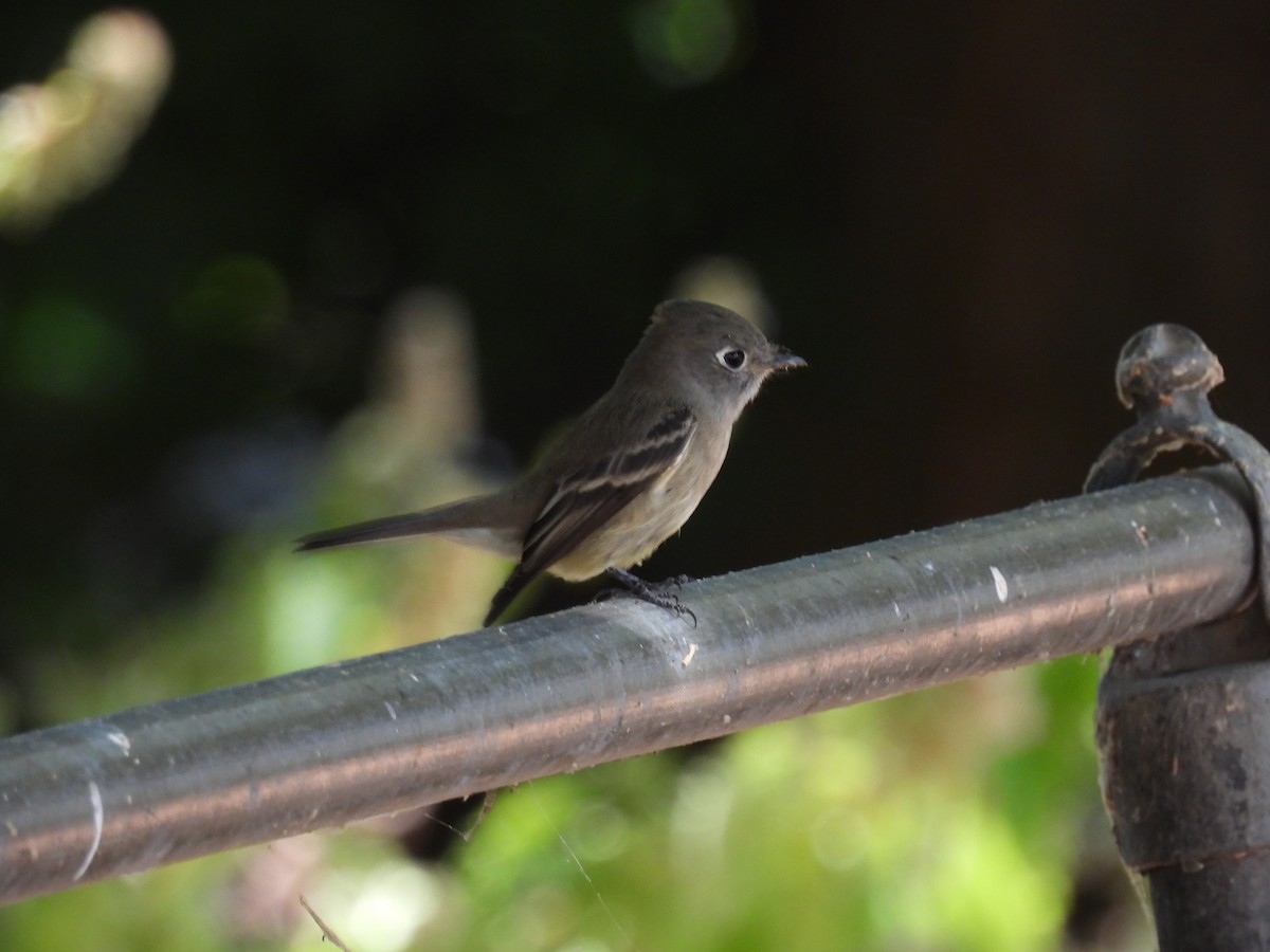 Hammond's Flycatcher - ML641036258