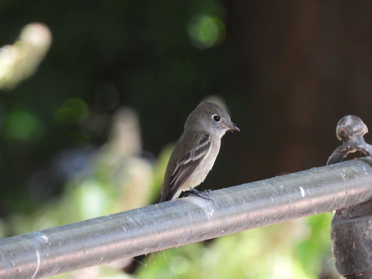 Hammond's Flycatcher - ML641036260