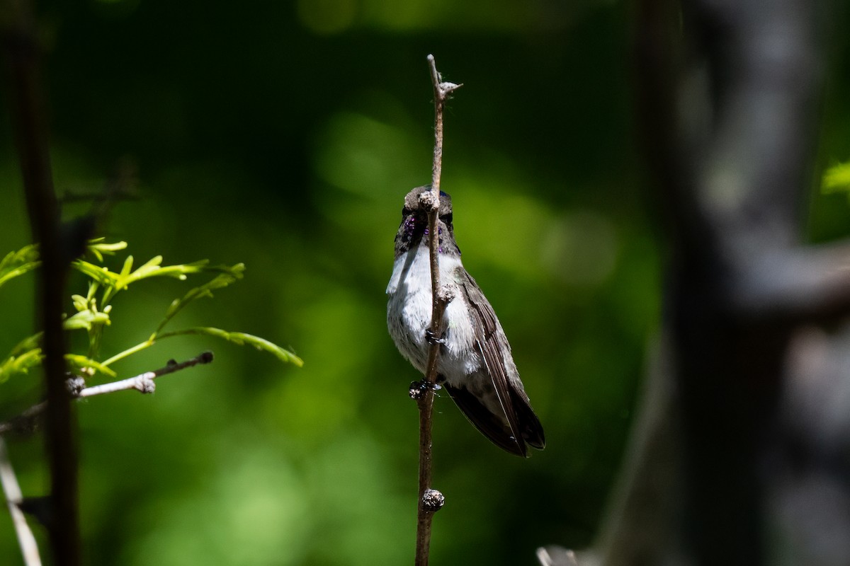 Costa's Hummingbird - ML641036330