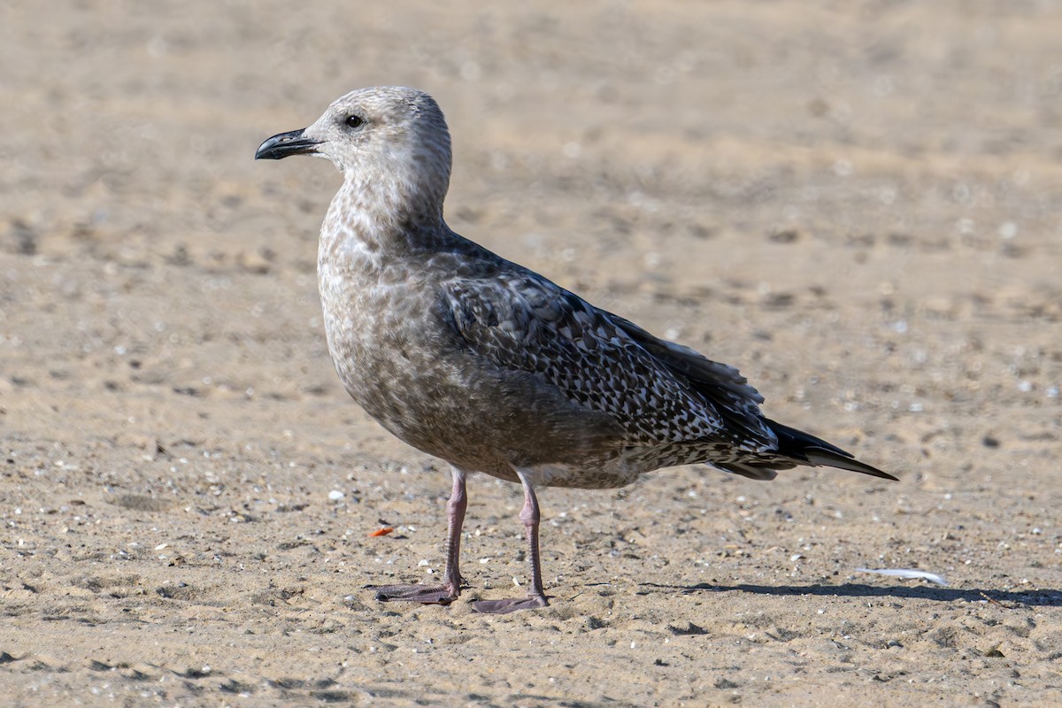 American Herring Gull - ML641036338
