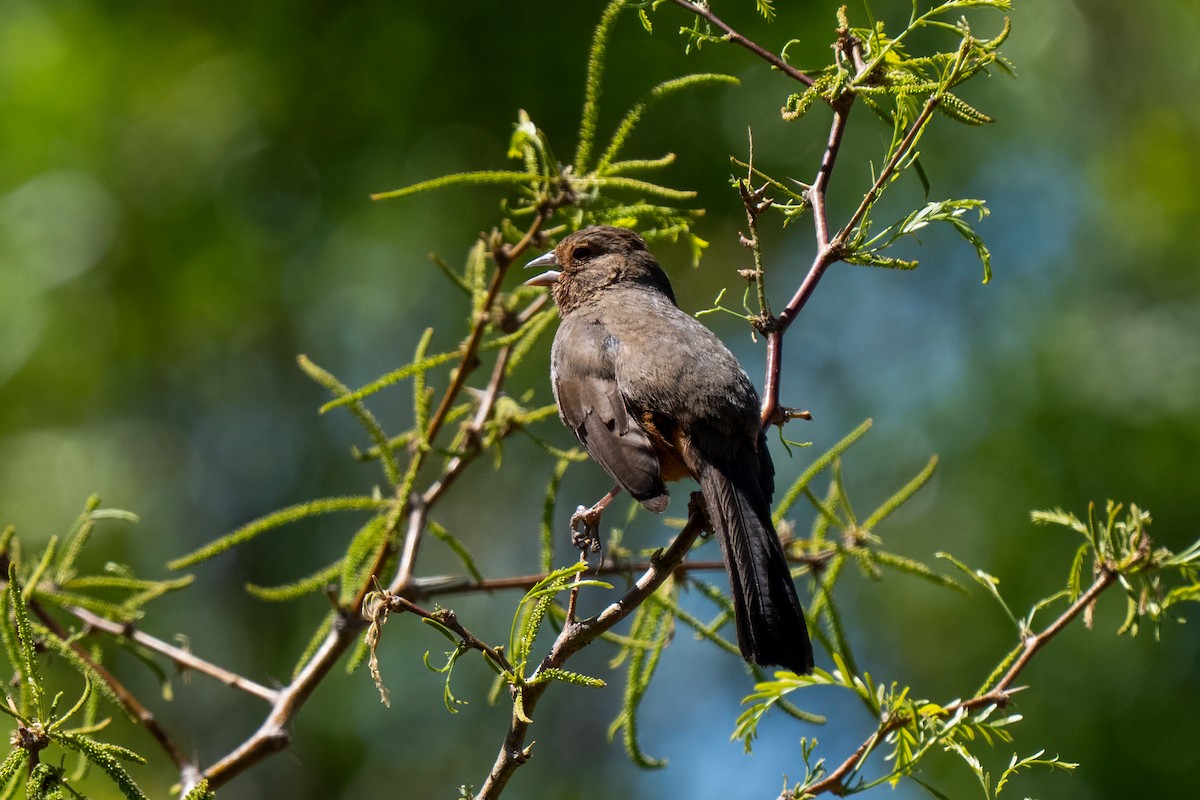 California Towhee - ML641036389