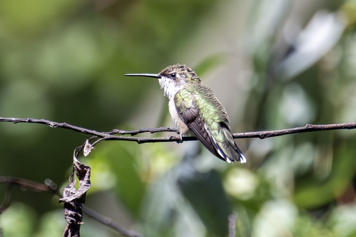 Ruby-throated Hummingbird - ML641036395