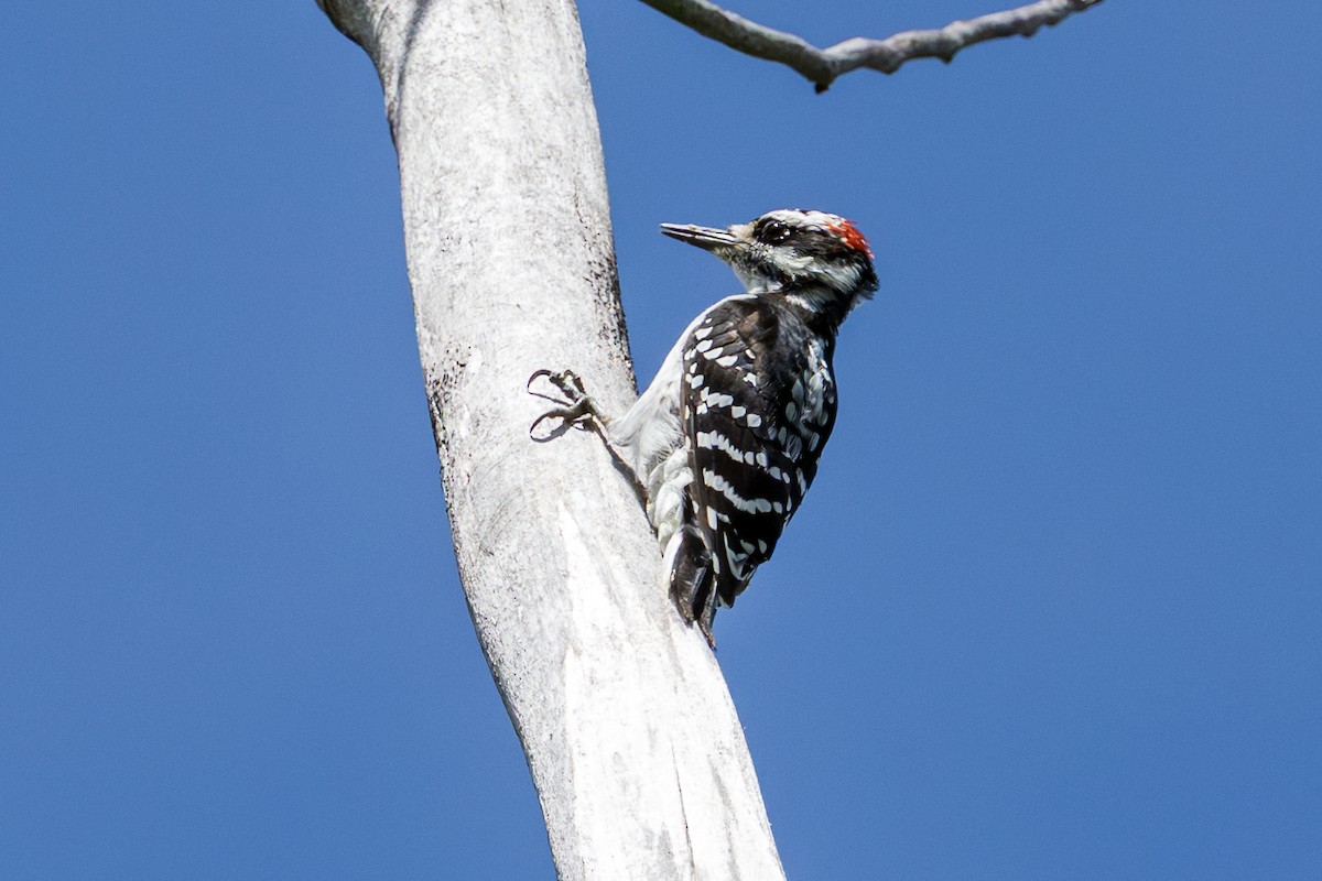 Hairy Woodpecker - ML641036406