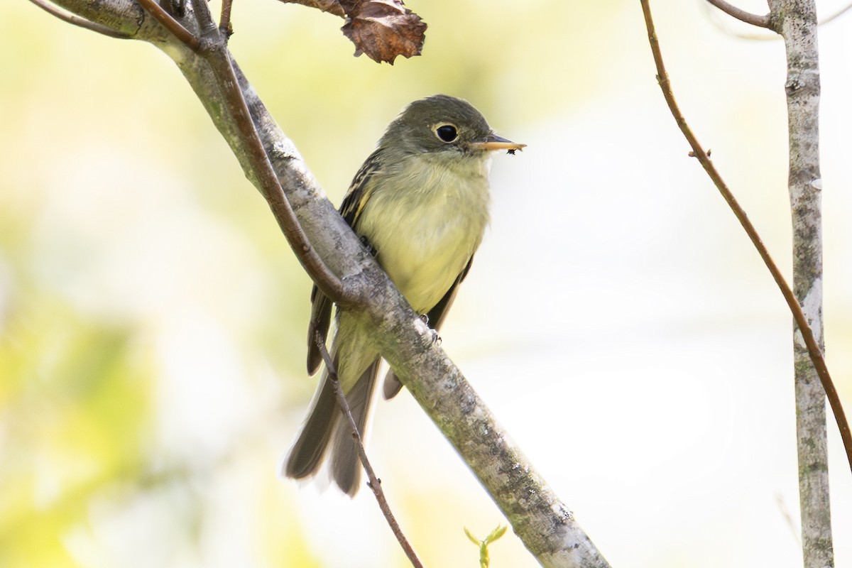 Yellow-bellied Flycatcher - ML641036410