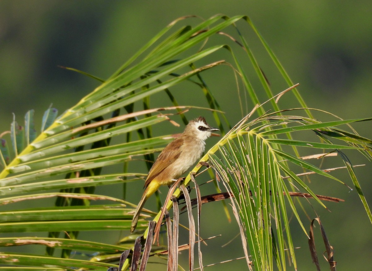 Yellow-vented Bulbul - ML641036438