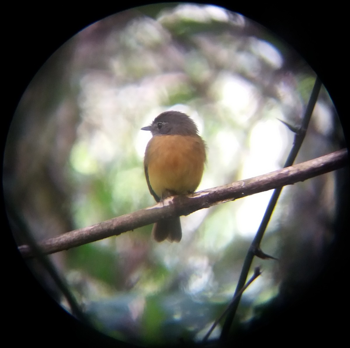 Tawny-chested Flycatcher - ML641036446