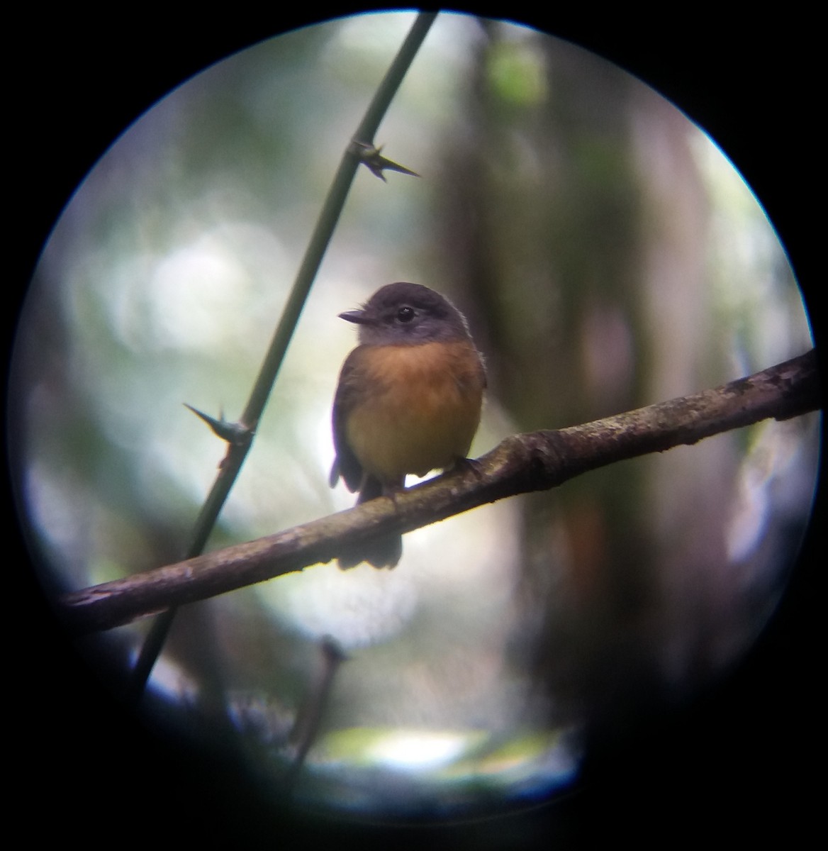 Tawny-chested Flycatcher - ML641036447