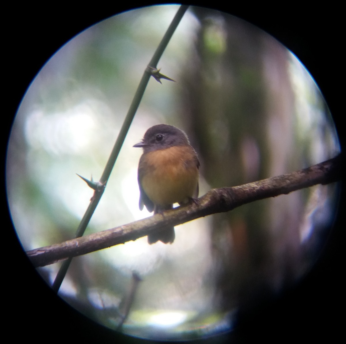 Tawny-chested Flycatcher - ML641036448
