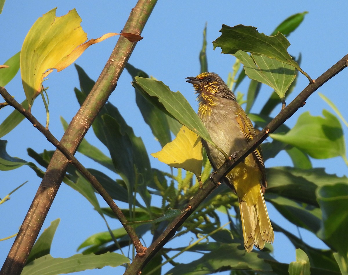 Stripe-throated Bulbul - ML641036449