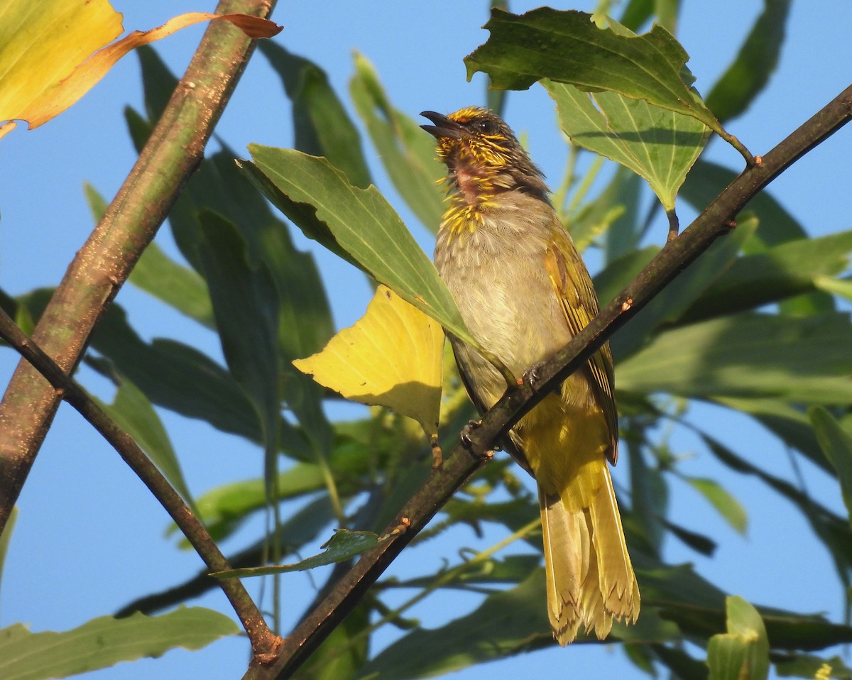Stripe-throated Bulbul - ML641036458