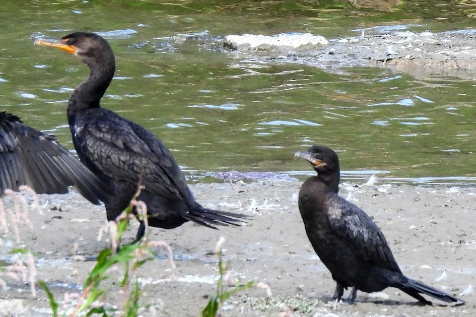 Cormoran vigua - ML641036459