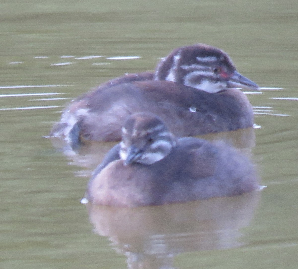 Least Grebe - ML641036460