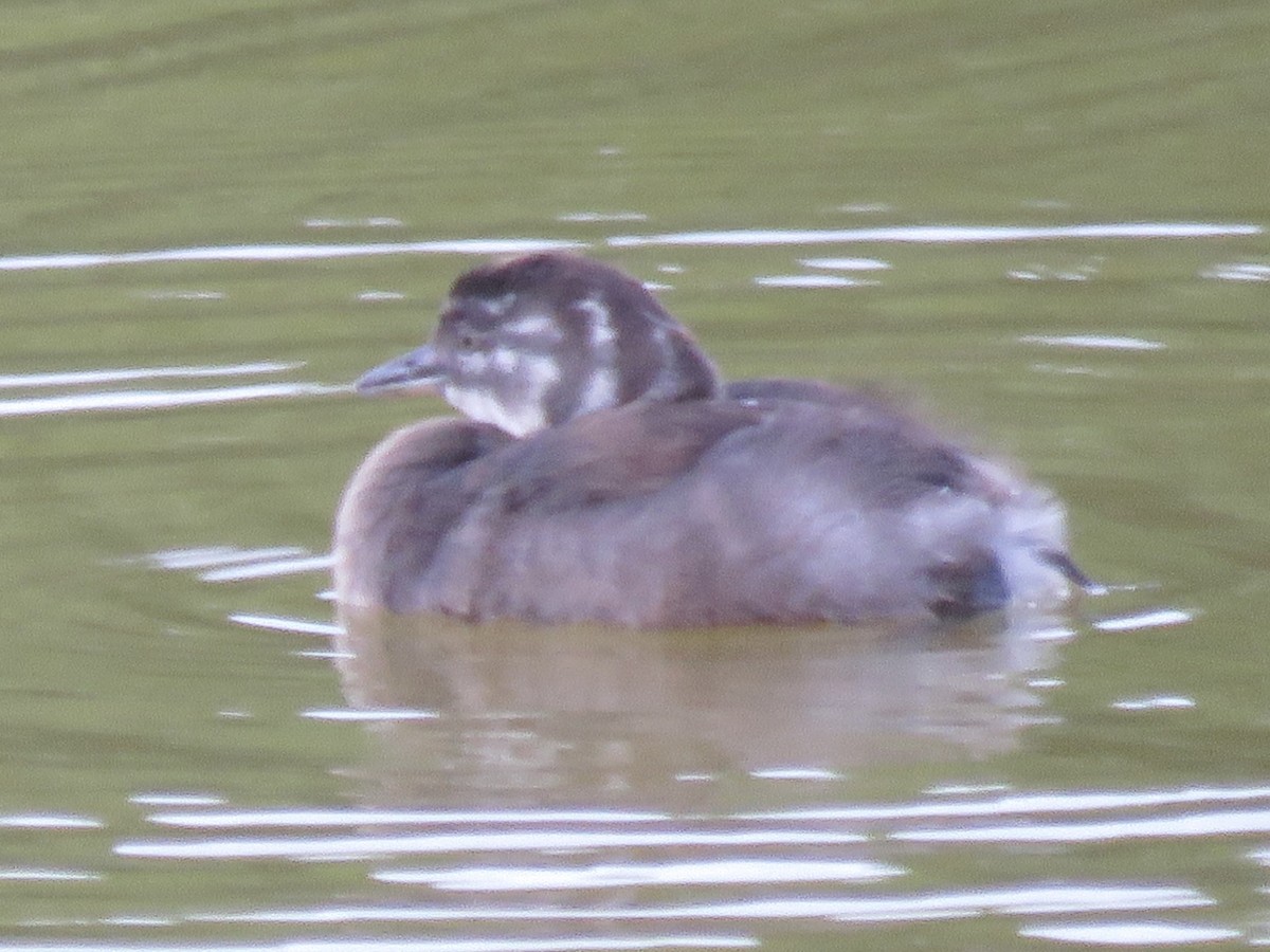 Least Grebe - ML641036461