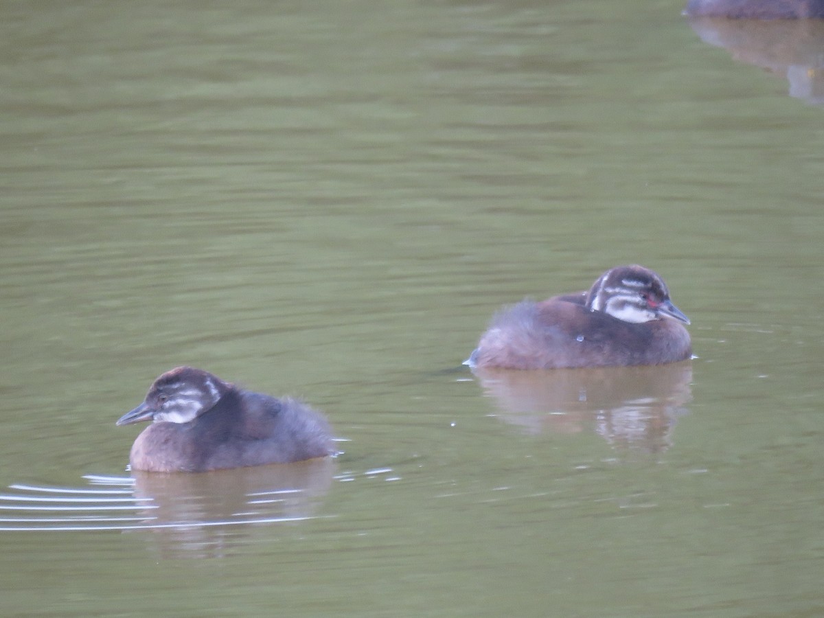 Least Grebe - ML641036463