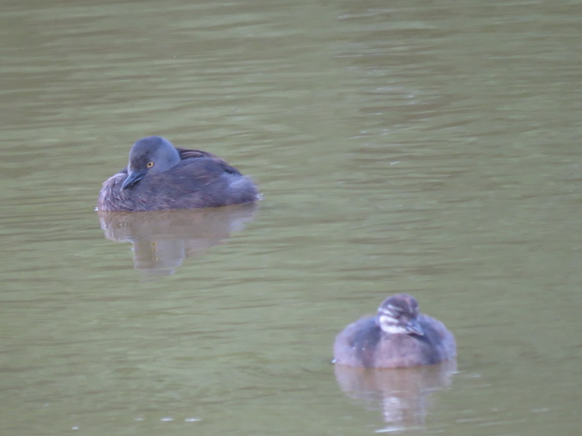 Least Grebe - ML641036464