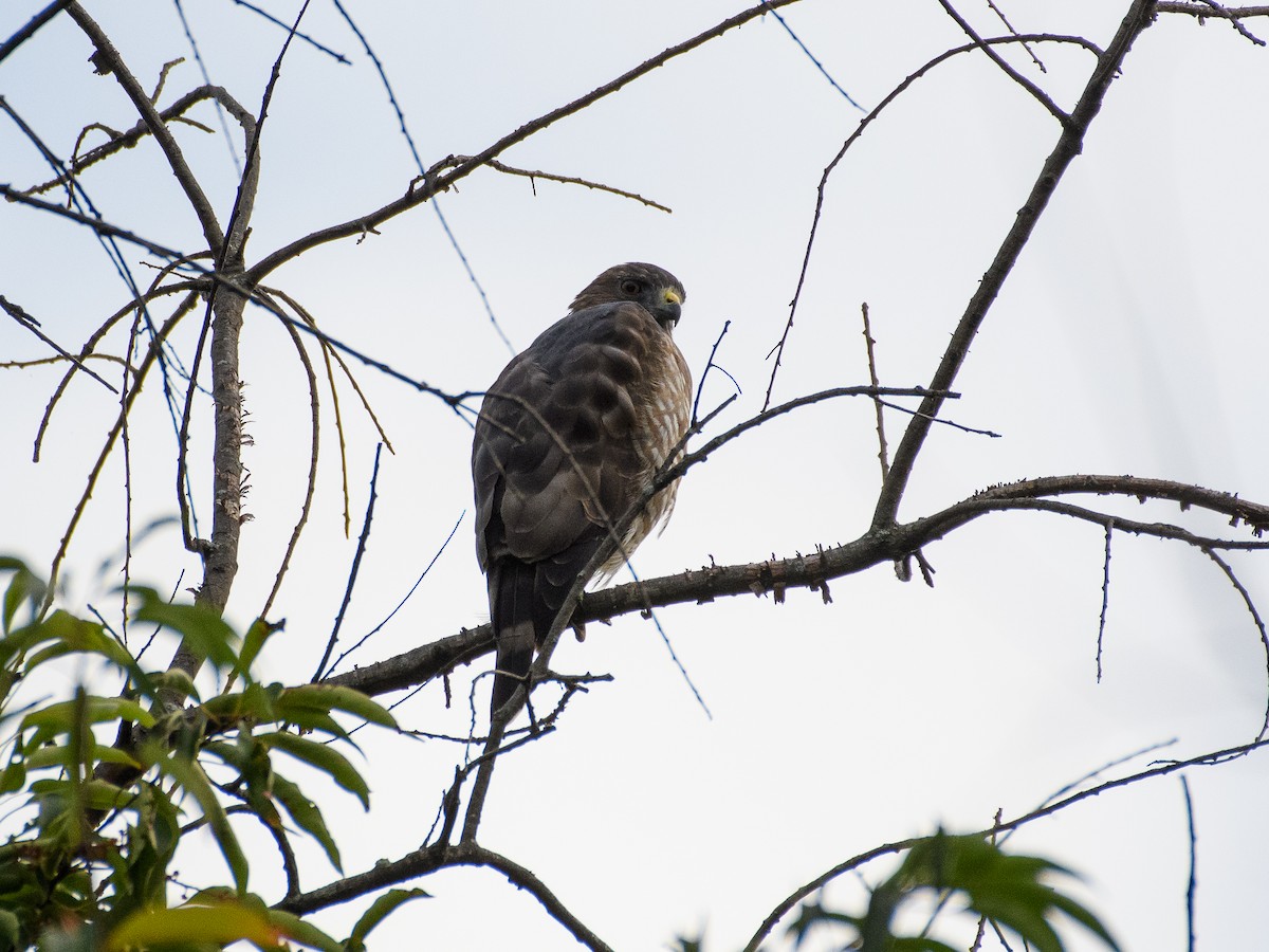 Broad-winged Hawk - ML641036482