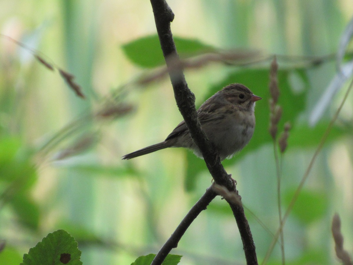 Clay-colored Sparrow - ML641036488