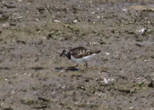 Ruddy Turnstone - ML641036494