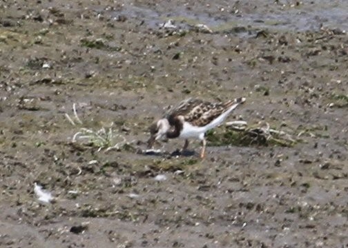 Ruddy Turnstone - ML641036495