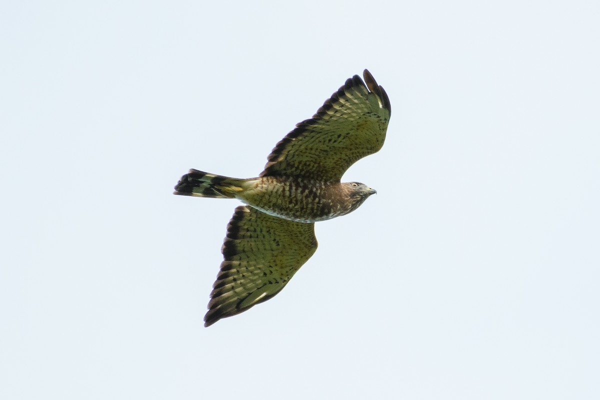 Broad-winged Hawk - ML641036496