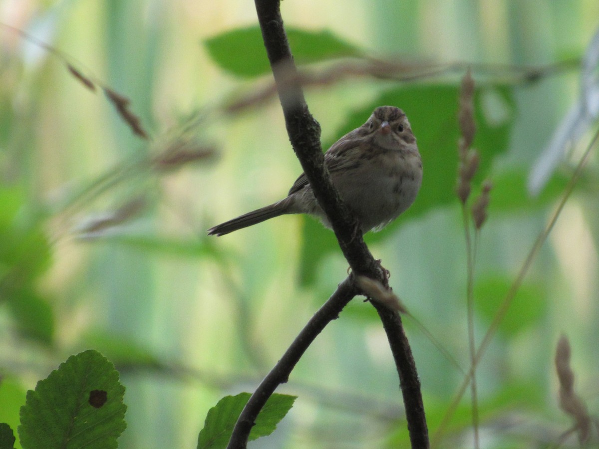 Clay-colored Sparrow - ML641036508
