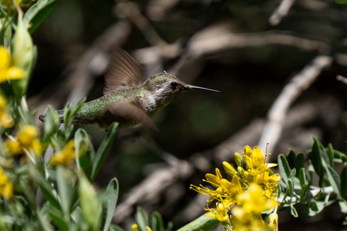 Costa's Hummingbird - ML641036515