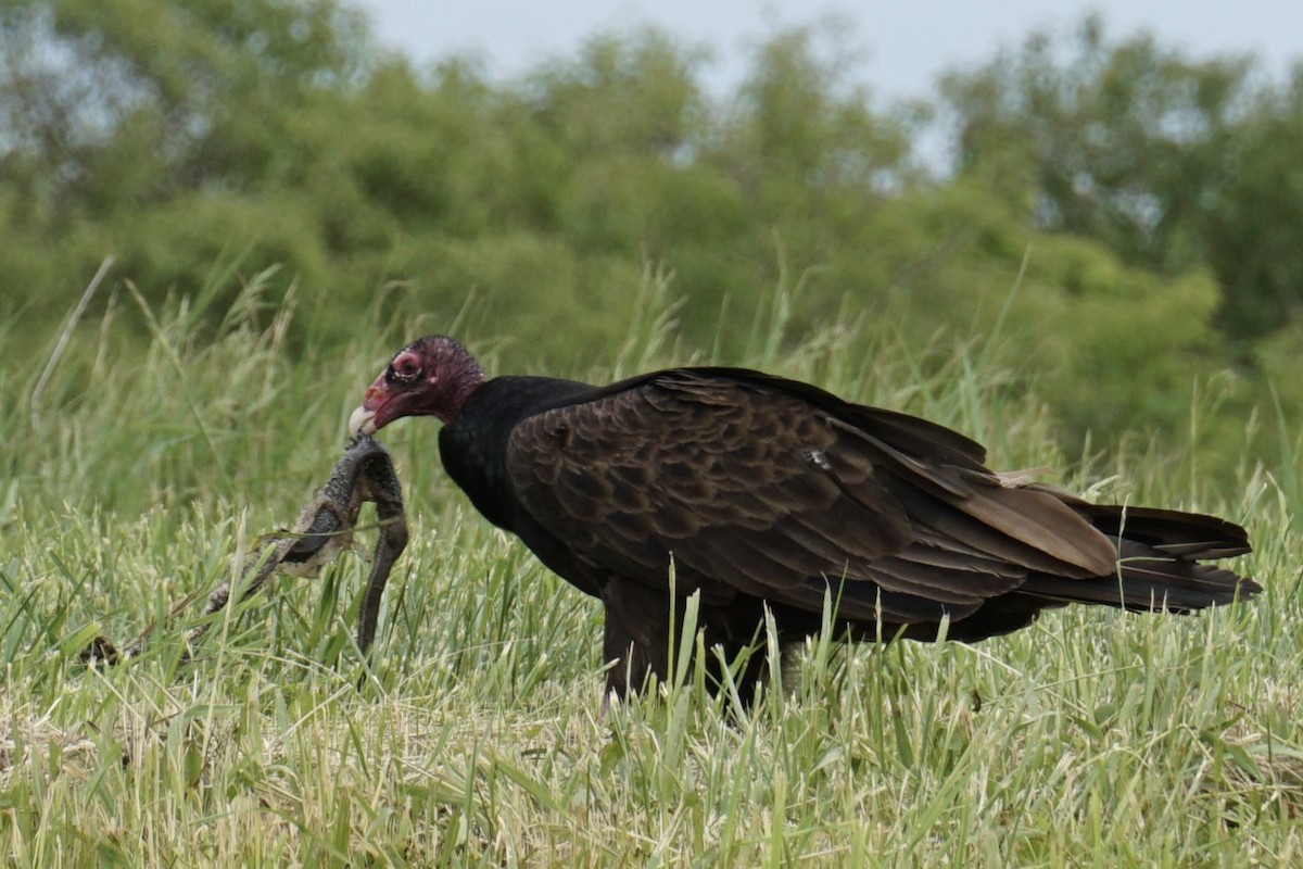 Turkey Vulture - ML641036554