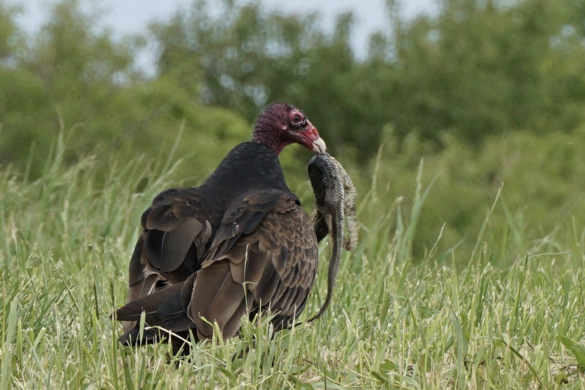 Turkey Vulture - ML641036555
