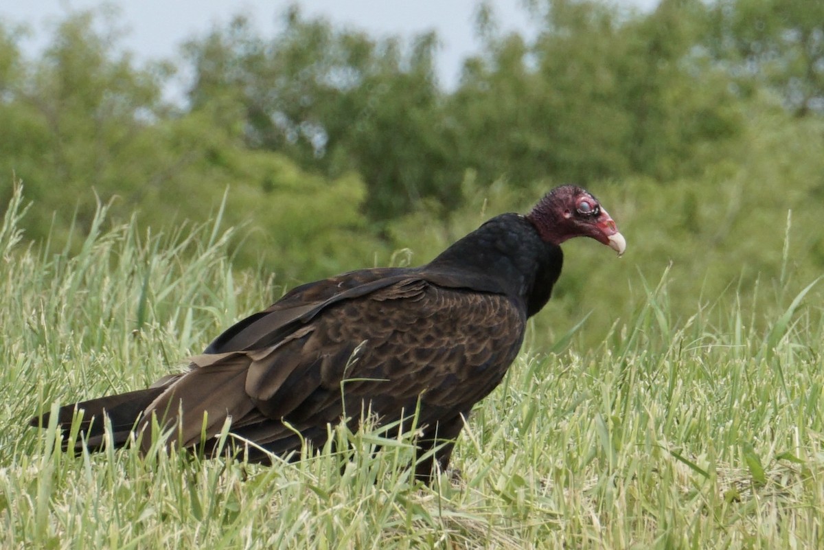 Turkey Vulture - ML641036556