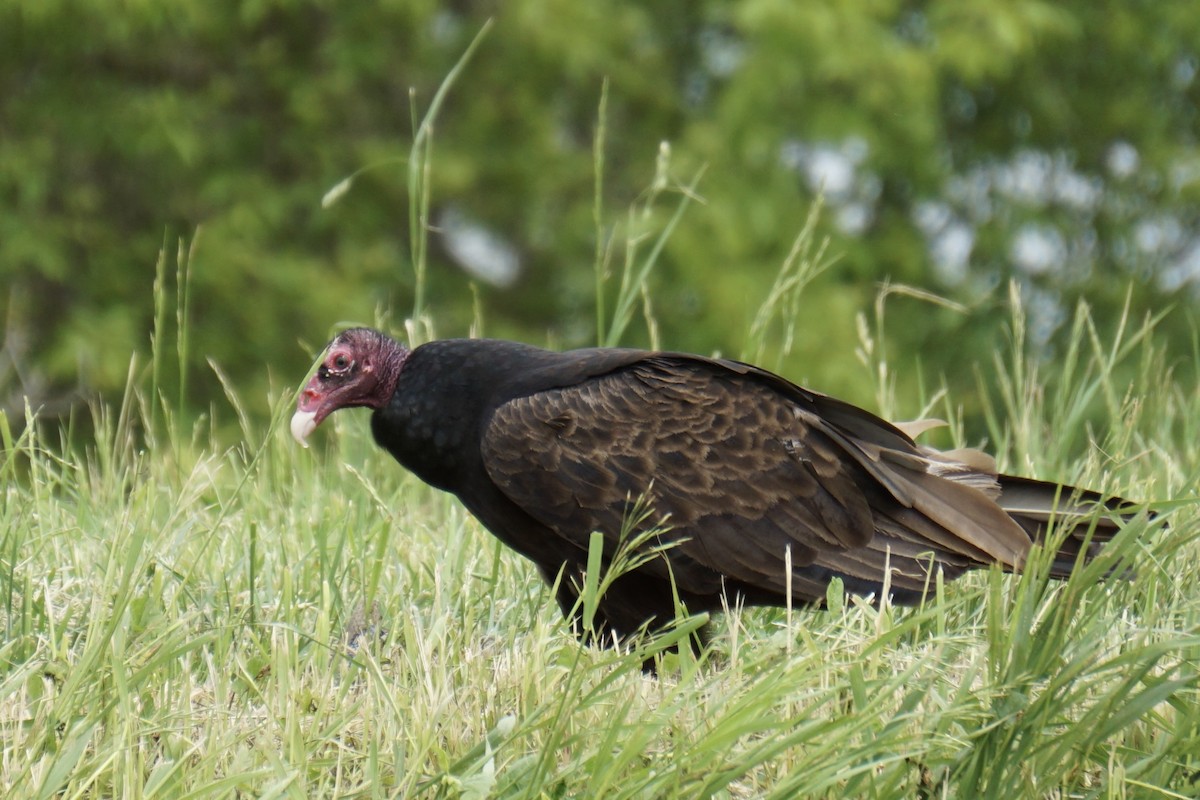 Turkey Vulture - ML641036557