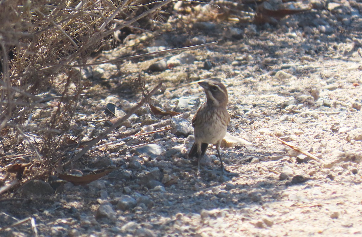 Black-throated Sparrow - ML641036595