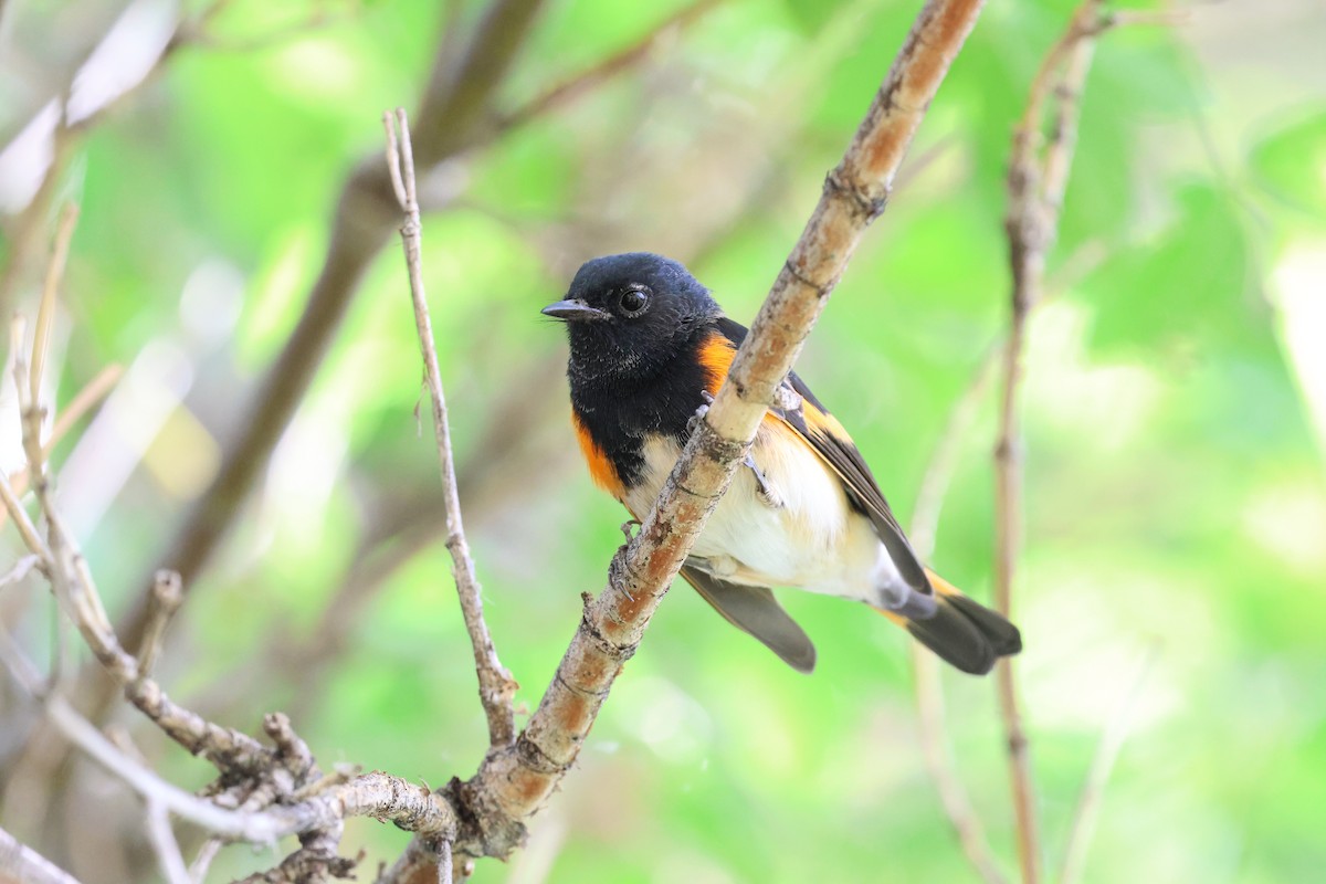 rødstjertparula - ML641036596