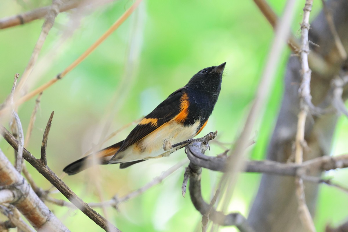 rødstjertparula - ML641036604