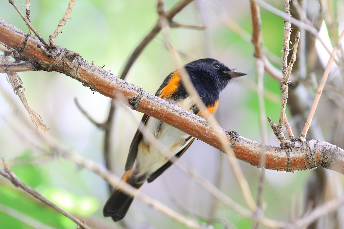 rødstjertparula - ML641036619