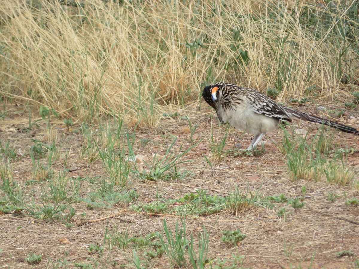 Greater Roadrunner - ML641036621
