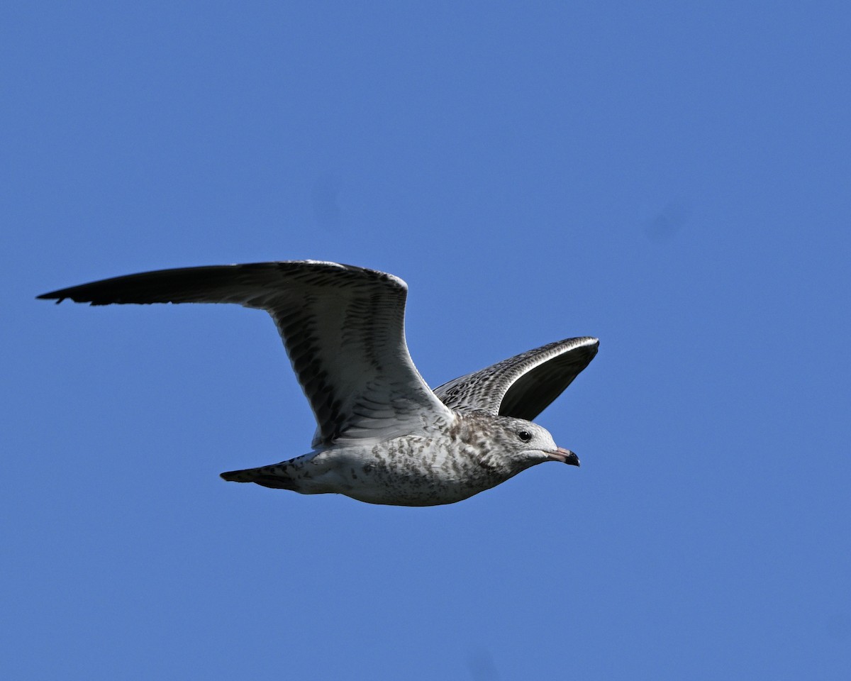 Ring-billed Gull - ML641036626