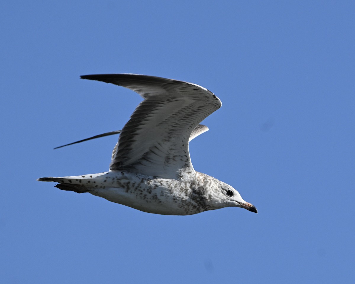 Ring-billed Gull - ML641036629