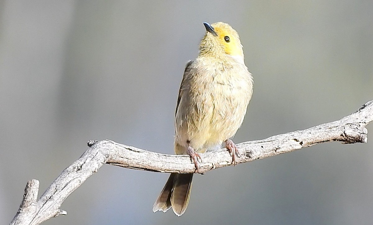 White-plumed Honeyeater - ML641036645