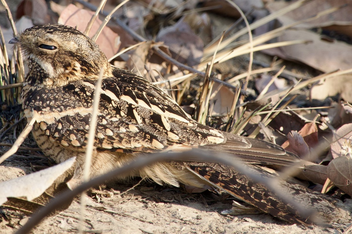 Square-tailed Nightjar - ML641036682