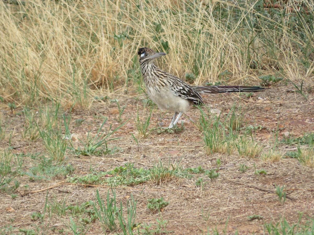 Greater Roadrunner - ML641036697