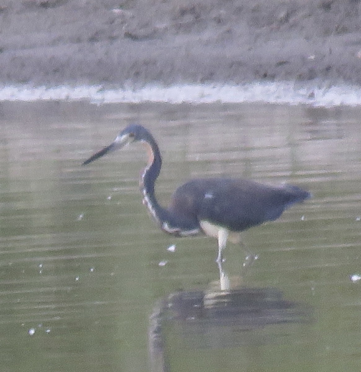 Tricolored Heron - ML641036716