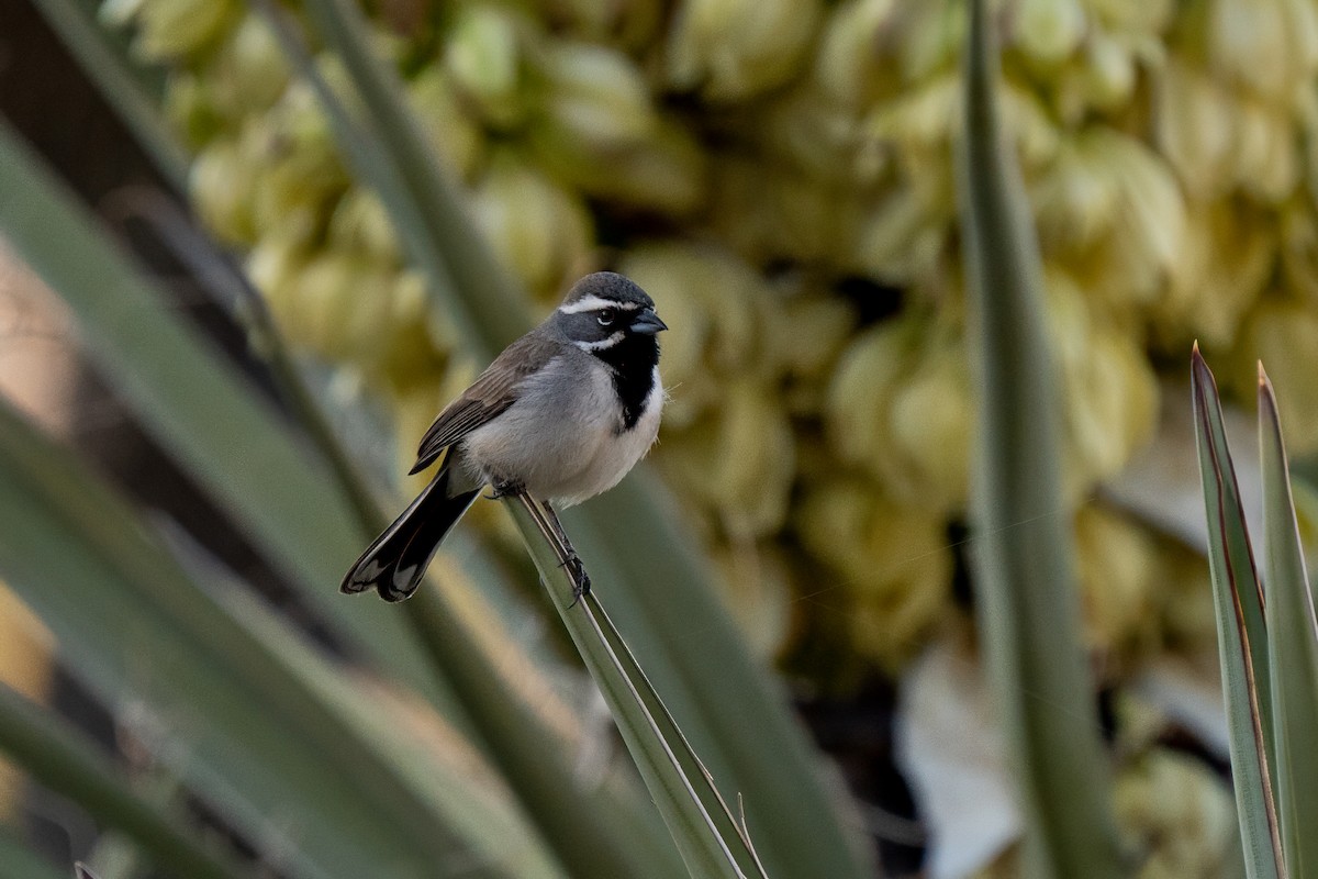 Black-throated Sparrow - ML641036717